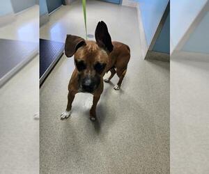 Boxer-Unknown Mix Dogs for adoption in Newton, NC, USA