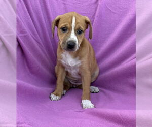 Miniature Pinscher-Unknown Mix Dogs for adoption in Mundelein, IL, USA