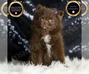 Pomeranian Puppy for sale in WARSAW, IN, USA