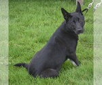 Small #3 Australian Kelpie-German Shepherd Dog Mix