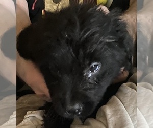 Newfoundland Puppy for Sale in VARNA, Illinois USA