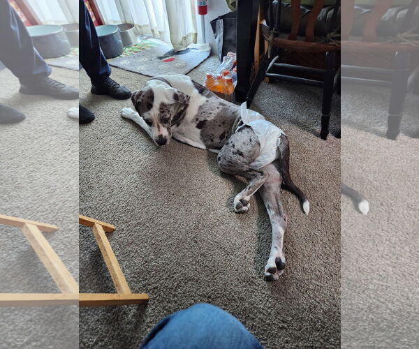 Medium Photo #10 Great Dane Puppy For Sale in Goodyear, AZ, USA