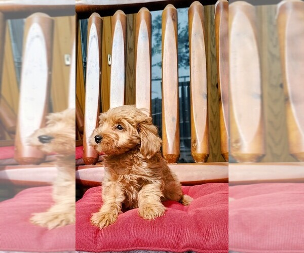 Medium Photo #5 Goldendoodle (Miniature) Puppy For Sale in HINCKLEY, MN, USA