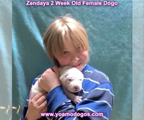 Medium Photo #46 Dogo Argentino Puppy For Sale in JANE, MO, USA