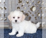 Small #3 ShihPoo