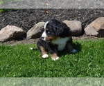 Puppy Orla Bernese Mountain Dog