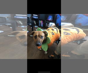 lilo - Female Mutt Dog for Adoption - Photo #2