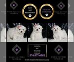 Small #1 Maltese
