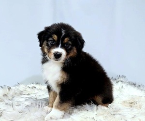 Australian Shepherd Puppy for sale in WADDELL, AZ, USA