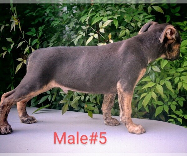 Medium Photo #4 American Pit Bull Terrier Puppy For Sale in POPLAR BLUFF, MO, USA