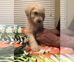 Small Photo #3 Poodle (Standard) Puppy For Sale in WALKER, LA, USA