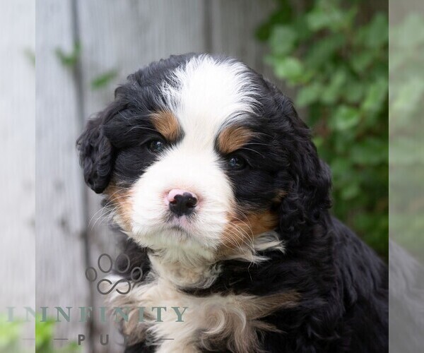 Medium Photo #1 Bernese Mountain Dog-Cavalier King Charles Spaniel Mix Puppy For Sale in RICHFIELD, PA, USA