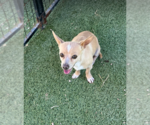 Small #2 Chihuahua Mix