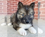 Small Photo #13 Siberian Husky Puppy For Sale in CO SPGS, CO, USA