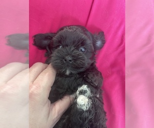 Cavapoo-Shih Tzu Mix Puppy for sale in LOOKOUT, WV, USA
