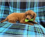 Small #2 Cavapoo (Miniature)