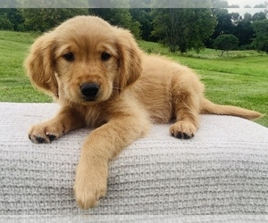 Golden Retriever Puppy for sale in HILLSBORO, WI, USA