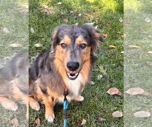 Loki - Male Australian Shepherd Dog for Adoption - Photo #2
