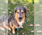 Small Photo #2 Australian Shepherd Puppy For Sale in Holly Springs, NC, USA
