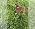 Small Photo #7 Australian Shepherd Puppy For Sale in HOLIDAY, FL, USA