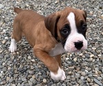 Small #2 Boxer