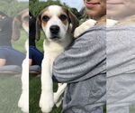Small #10 Beagle Mix