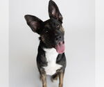Small #5 American Pit Bull Terrier-German Shepherd Dog Mix