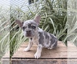Bruiser - Male French Bulldog Puppy for Sale - Photo #4