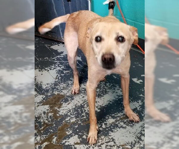 Medium Photo #4 Mutt Puppy For Sale in Minneapolis, MN, USA