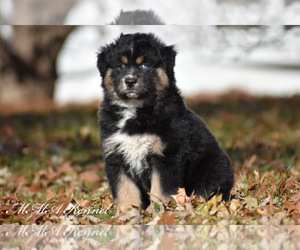 Australian Shepherd Puppy for sale in EASTON, MO, USA