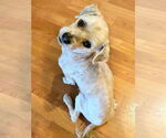 Small #1 Shih Tzu