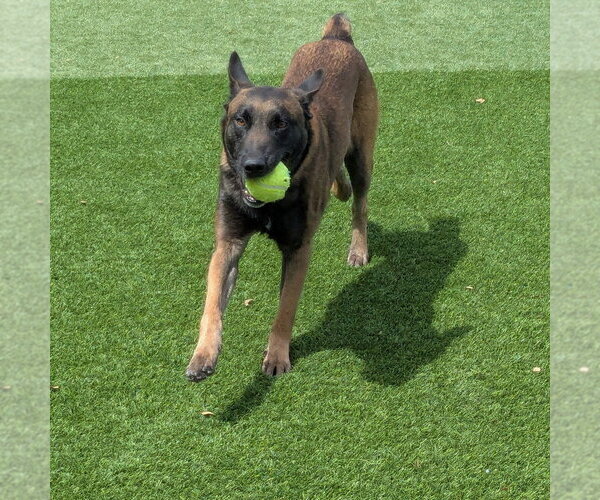 Medium Photo #3 Mutt Puppy For Sale in Salinas, CA, USA