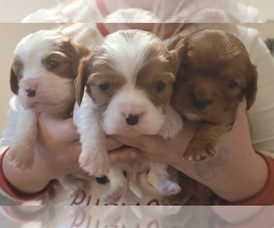 Cavalier King Charles Spaniel Puppy for sale in WOODSTOCK, GA, USA