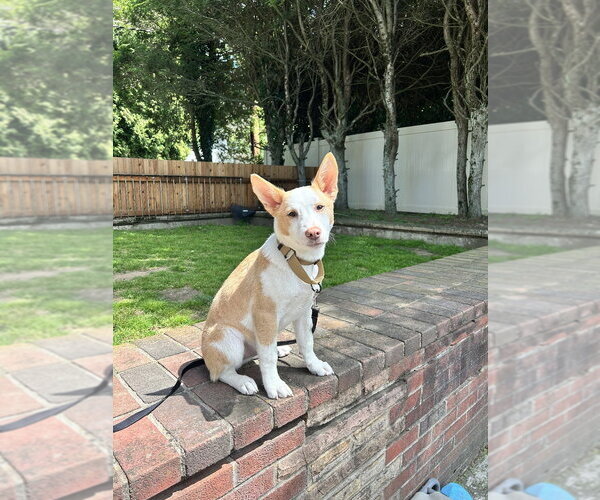 Medium Photo #11 Basenji-Labrador Retriever Mix Puppy For Sale in Brewster, NY, USA