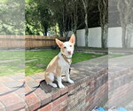 Small #10 Basenji-Labrador Retriever Mix