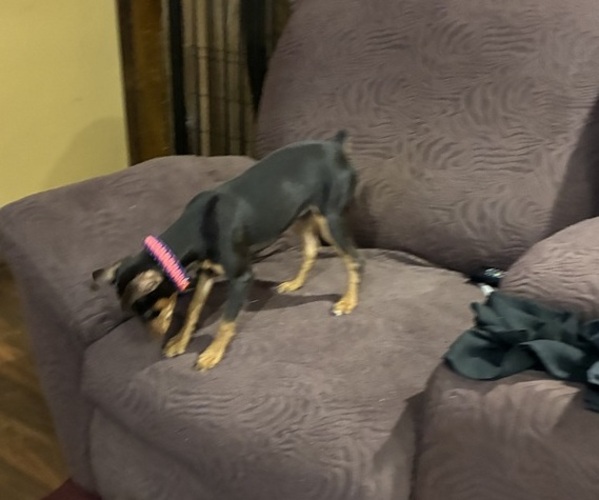 Medium Photo #2 Miniature Pinscher Puppy For Sale in HIGHLAND, IN, USA