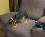Small #1 Miniature Pinscher