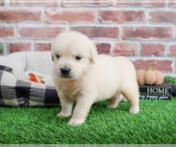 Medium Photo #4 English Cream Golden Retriever Puppy For Sale in SYRACUSE, IN, USA
