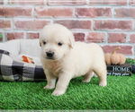 Small #3 English Cream Golden Retriever