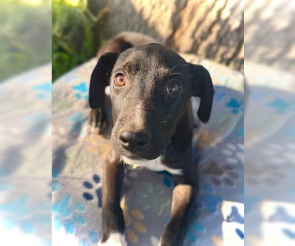 Medium Photo #4 Catahoula Leopard Dog-Unknown Mix Puppy For Sale in Pleasanton, TX, USA