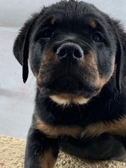 Rottweiler Puppy for sale in VALRICO, FL, USA