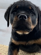 Medium Rottweiler