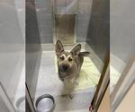 Small German Shepherd Dog-Siberian Husky Mix