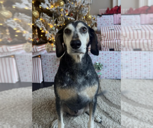 Bluetick Coonhound-Unknown Mix Dogs for adoption in Decatur, GA, USA