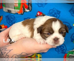 Shih Tzu Puppy for sale in WINNSBORO, LA, USA