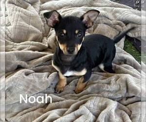 Dachshund-Unknown Mix Dogs for adoption in Turlock, CA, USA