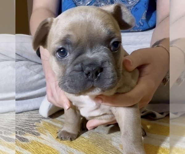 Medium Photo #2 French Bulldog Puppy For Sale in WEXFORD, PA, USA