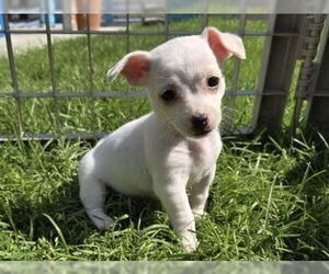 ShiChi Dogs for adoption in Banning, CA, USA