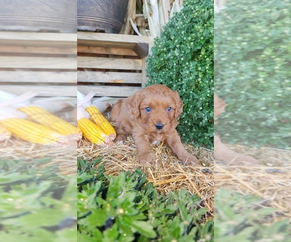 Medium Photo #3 Cavapoo (Miniature) Puppy For Sale in GREENWOOD, WI, USA