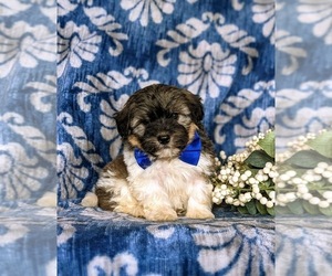 Havanese-Poodle (Toy) Mix Puppy for sale in ELKTON, MD, USA